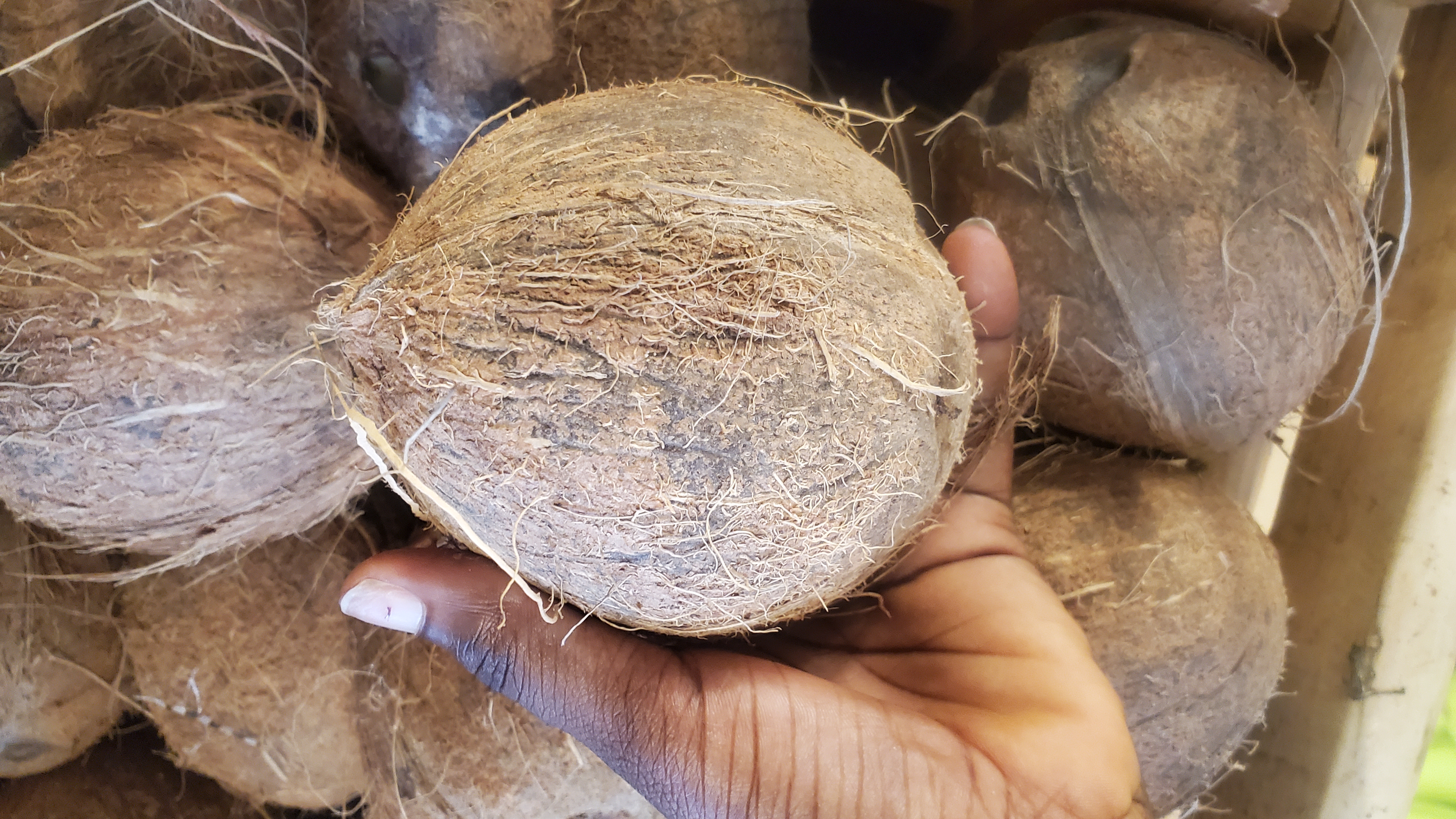 Coconut