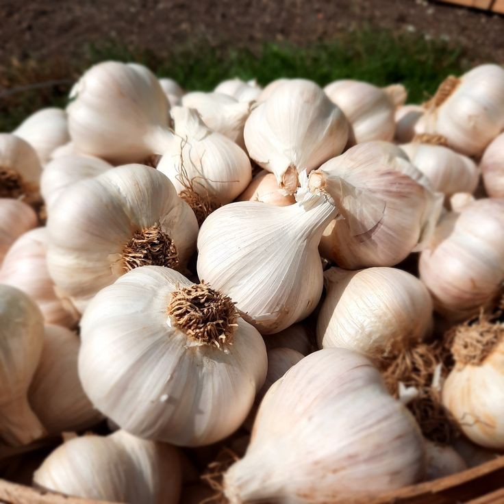 Foreign Garlic | 2 Pieces