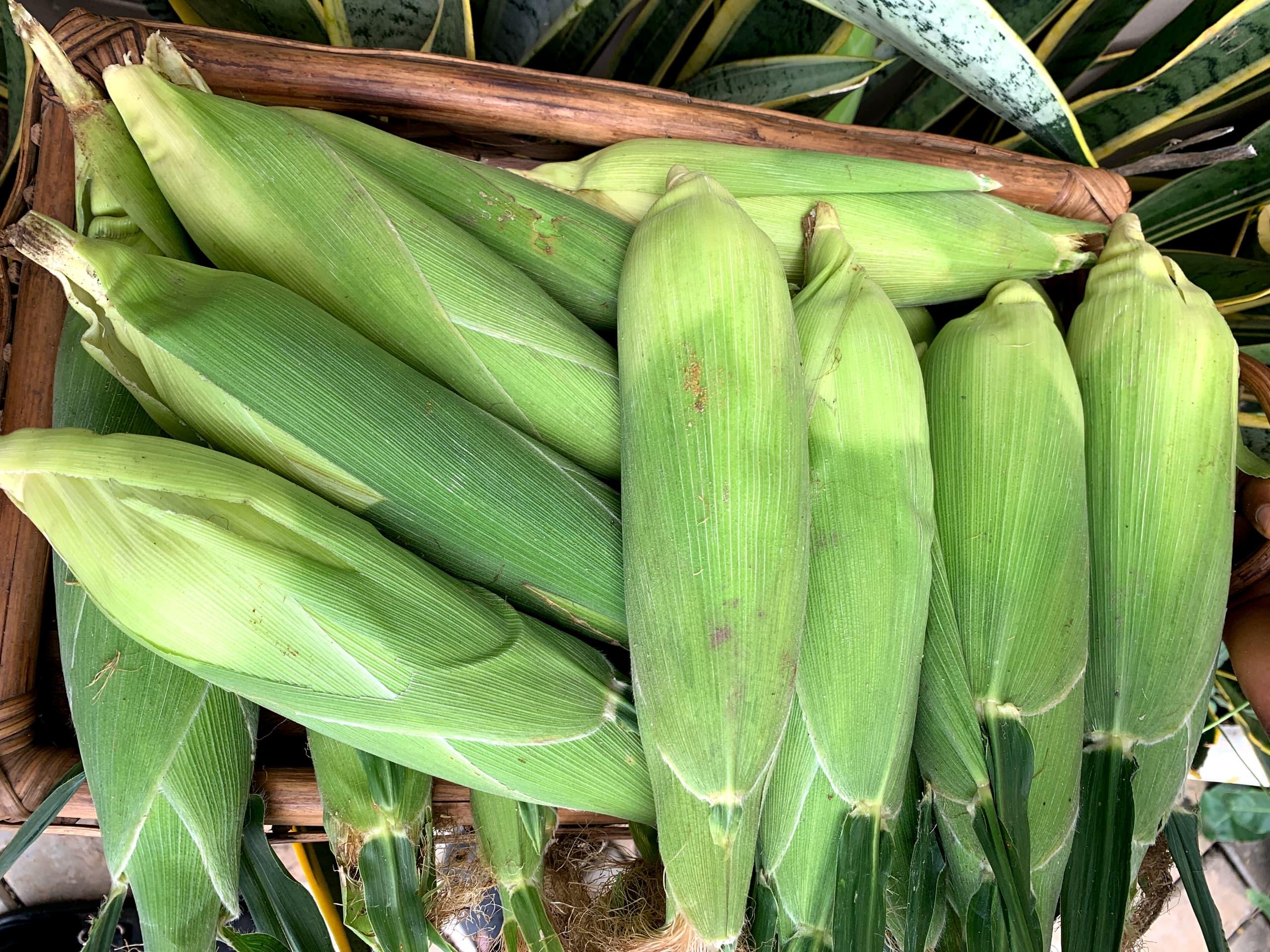 Sweet Corn | Pack of 4