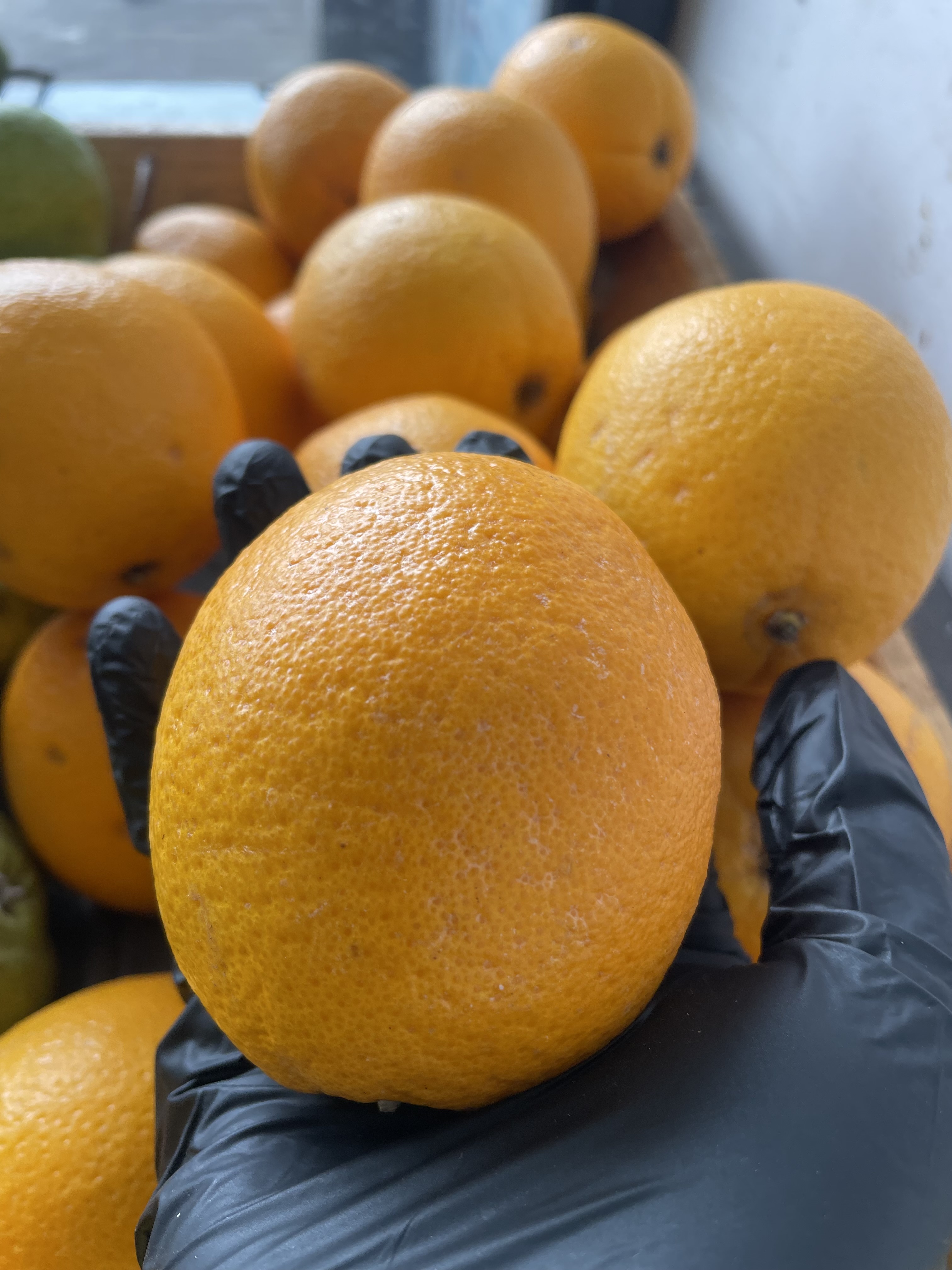 Citrus Burst | 3 Pieces