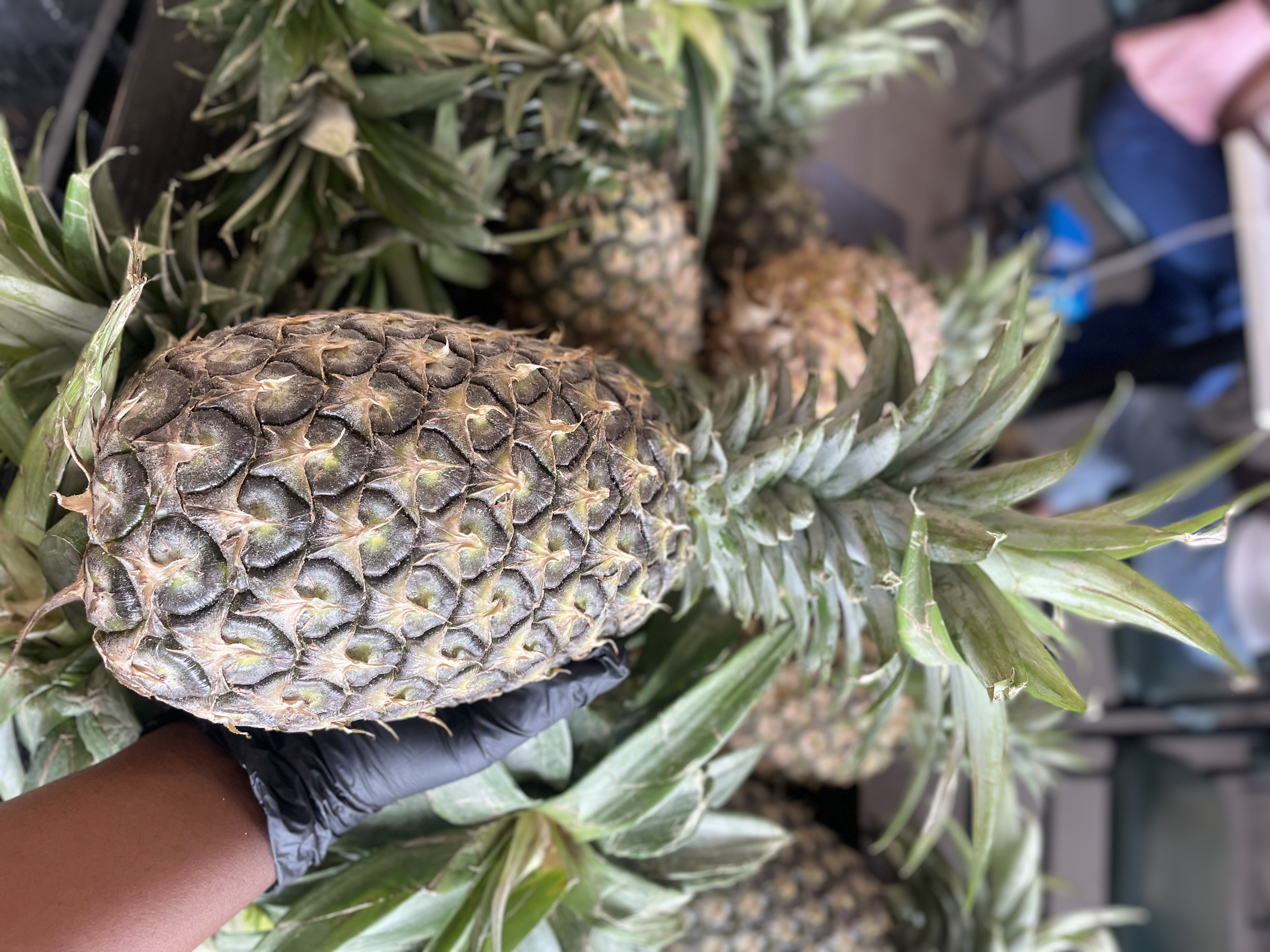 Pineapple