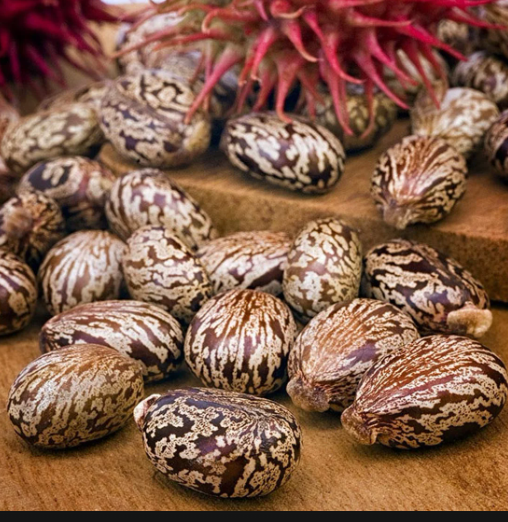 Castor Seeds | 150g
