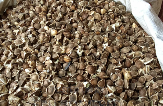 Moringa Seeds | 60g