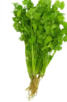 Cilantro | 100g