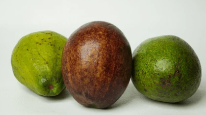 Avocado | Pack of 3