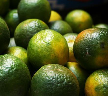 Local Tangerine | Pack of 6