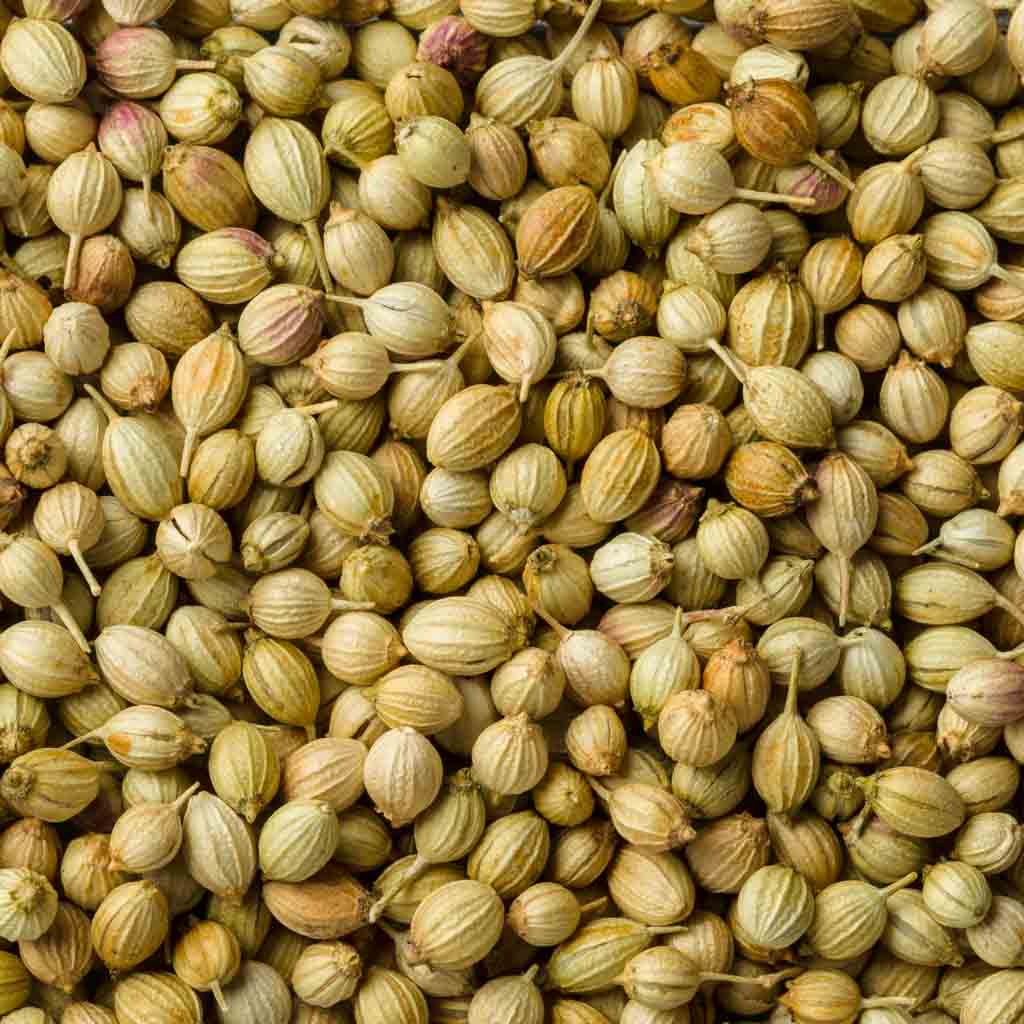 Coriander Seeds | 80g