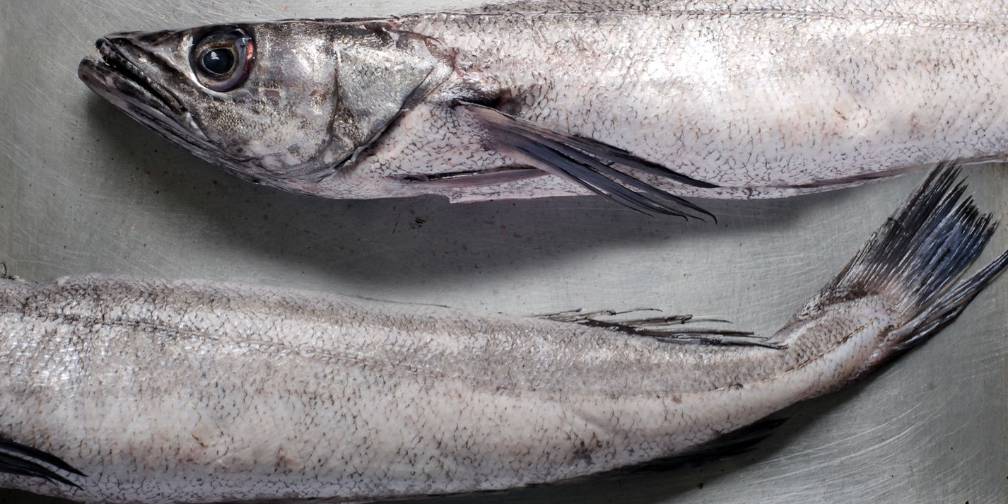 Hake Fish