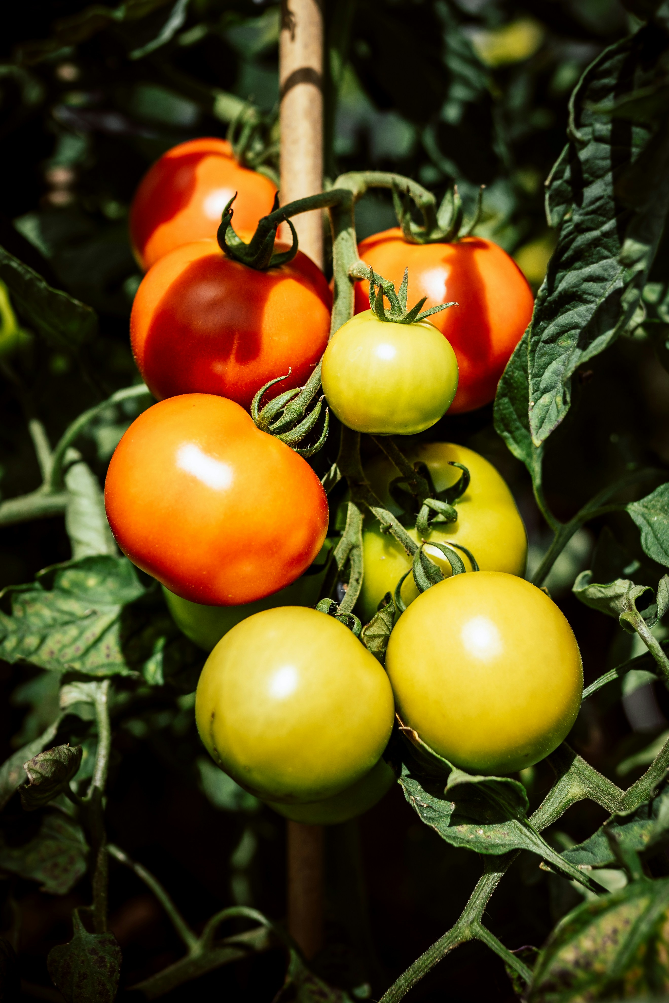 Tomatoes | 1kg