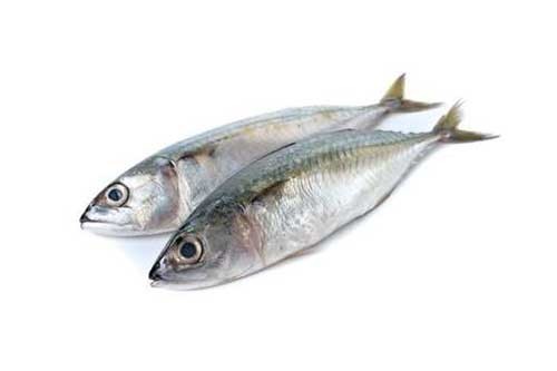 Kote  Fish (Horse Mackerel)